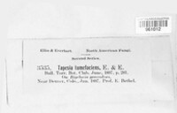 Image of Tapesia tumefaciens